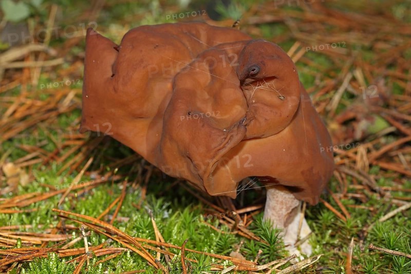 Bishop's cap
