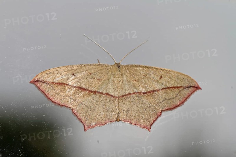 Dock moth