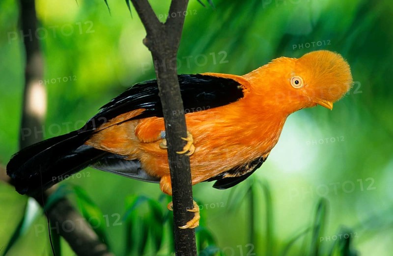Rupicola peruvianus