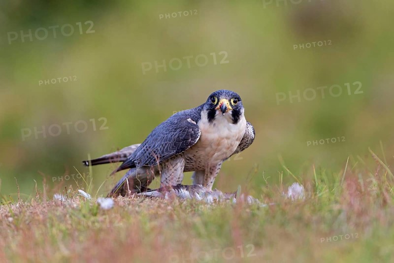 Peregrine falcon