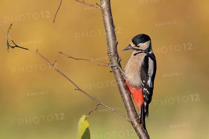 Great Spotted Woodpecker