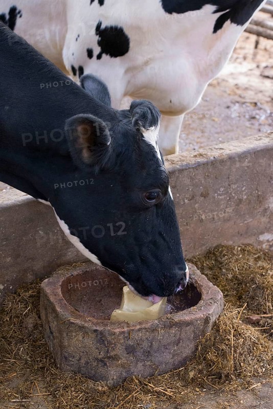 Domestic Cattle
