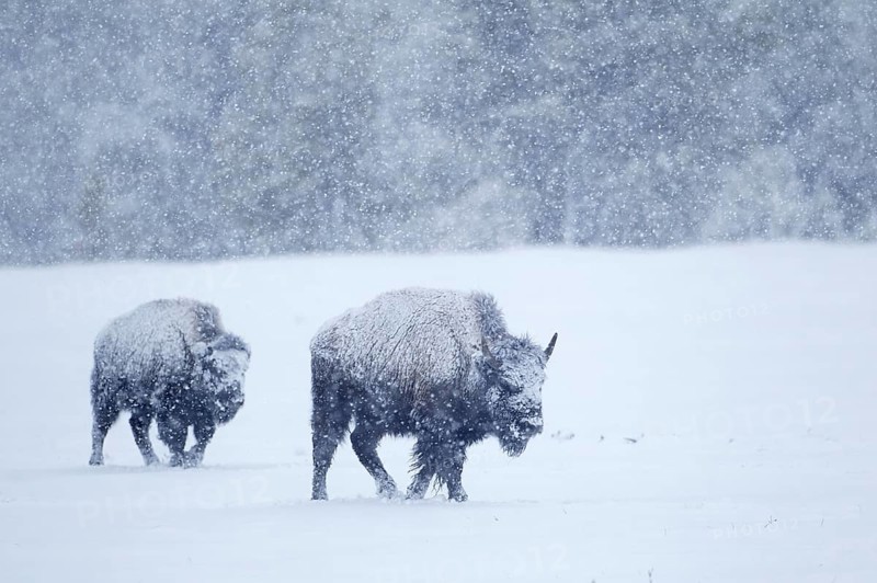 North American Bison