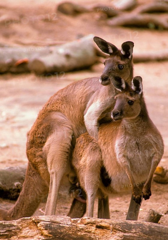 Western Grey Giant Kangaroo