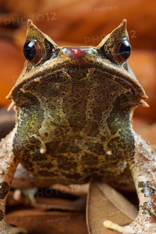Toad frog