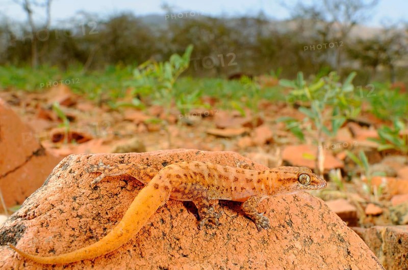 Half-fingered gecko