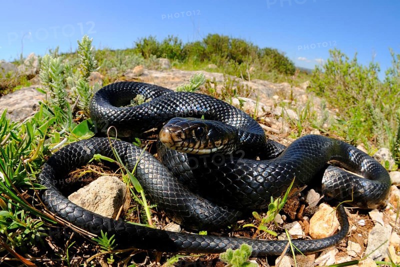 Western green whip snake