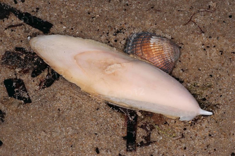Cuttlefish