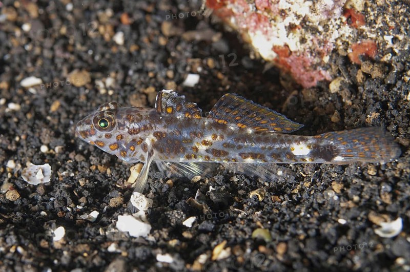 Spotted goby