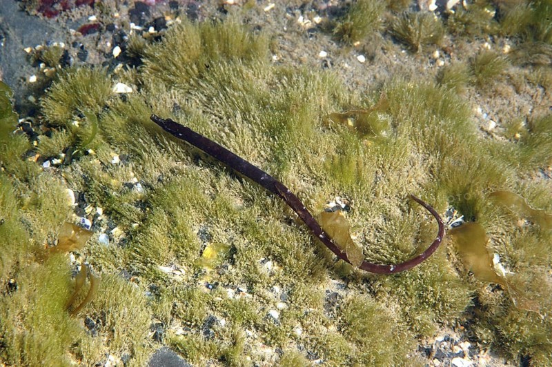 Syngnathus lumbriciformis
