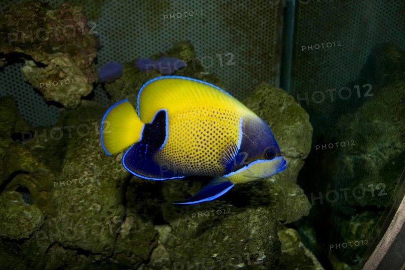 Euxipiphops navarchus