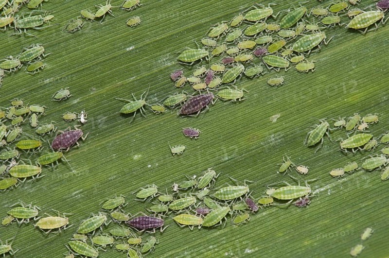 Mealy Plum Aphid