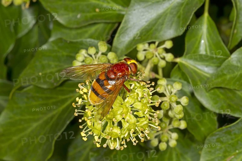 Hornet mimic hoverfly