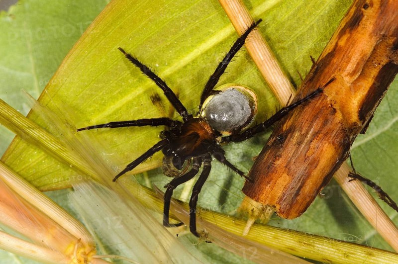Diving bell spider