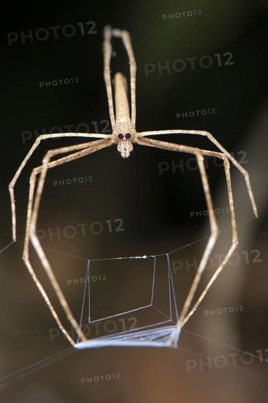 Net-casting spider