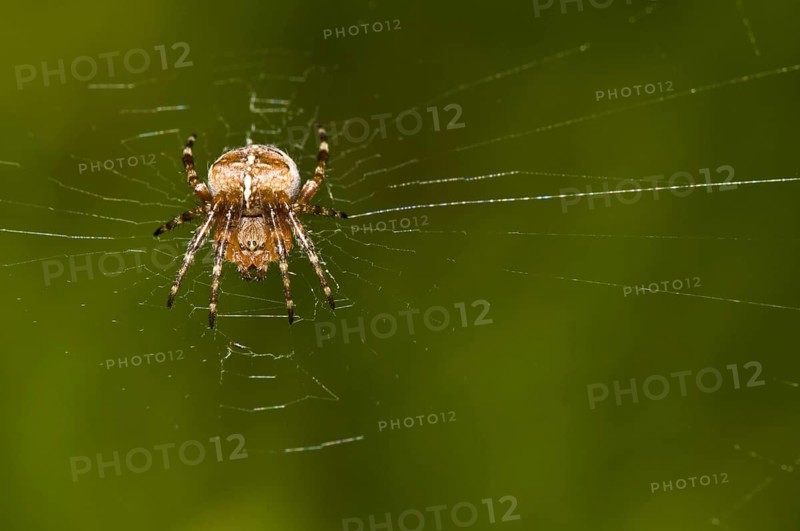 Garden cross spider