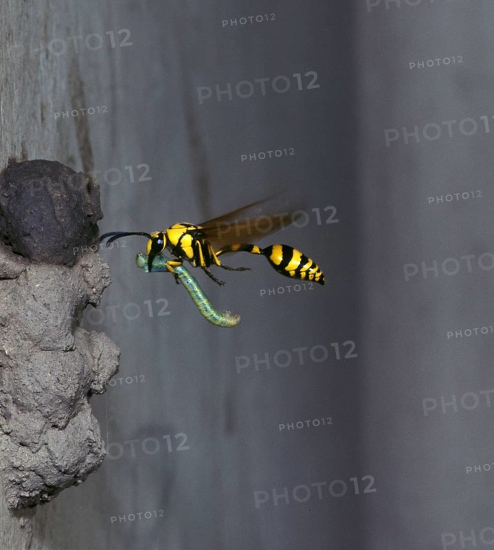 Clay Wasp