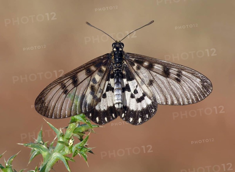 Brush-footed butterfly