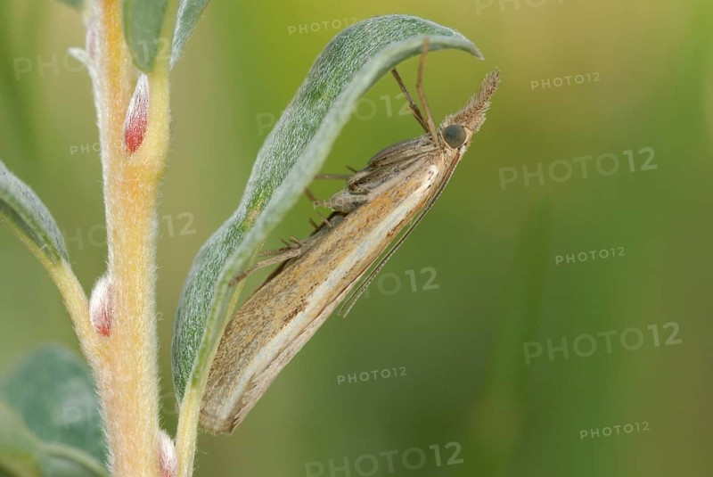 Common Grass-veneer