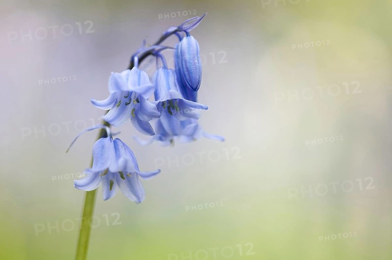 Hybrid Bluebell