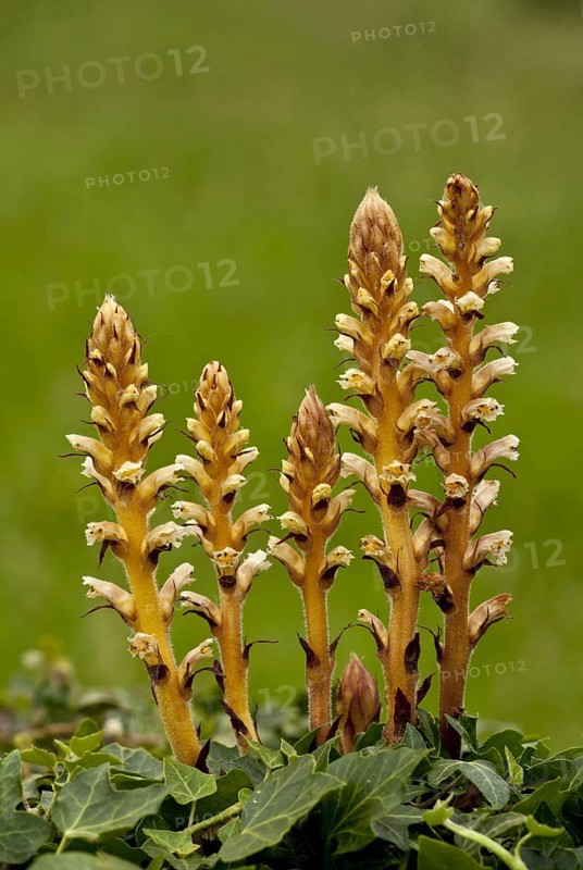 Ivy Broomrape