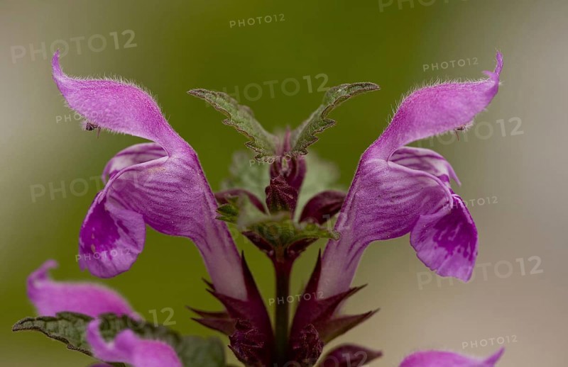 Gargano deadnettle