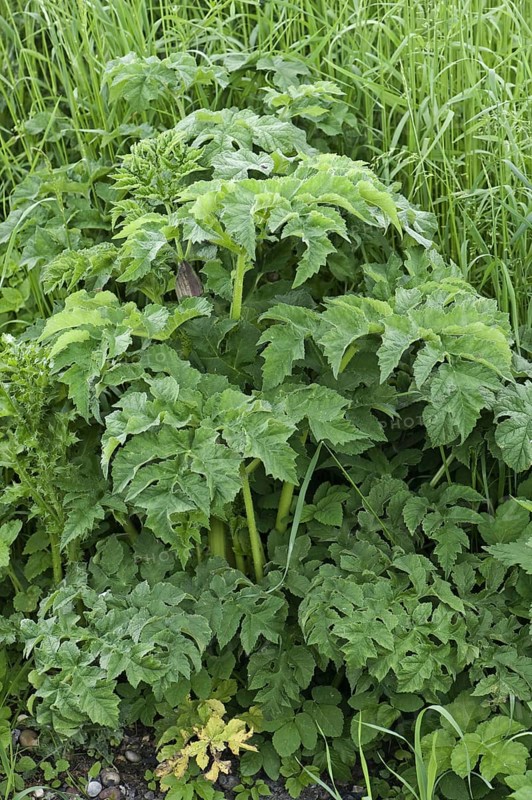 Hogweed