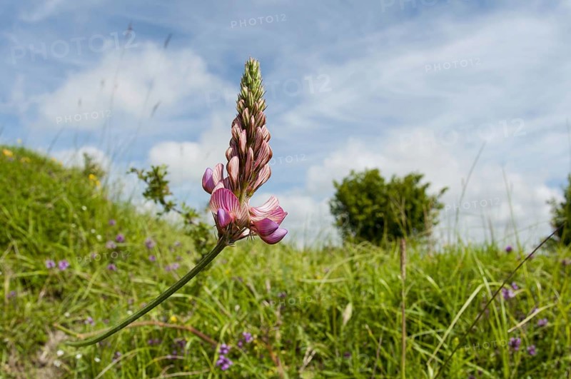 Sainfoin