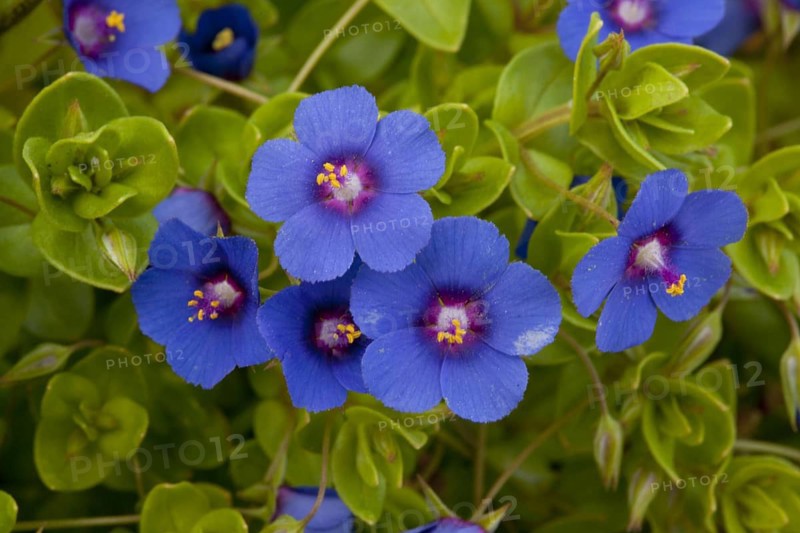 Scarlet Pimpernel