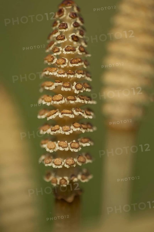 Field Horsetail