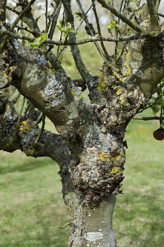 Severe cankers on an old but productive apple tree