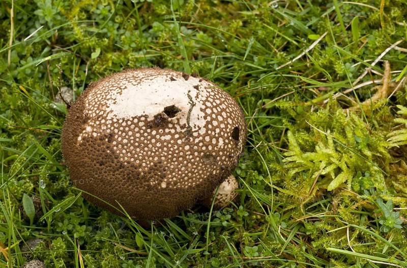 Dusky Puffball