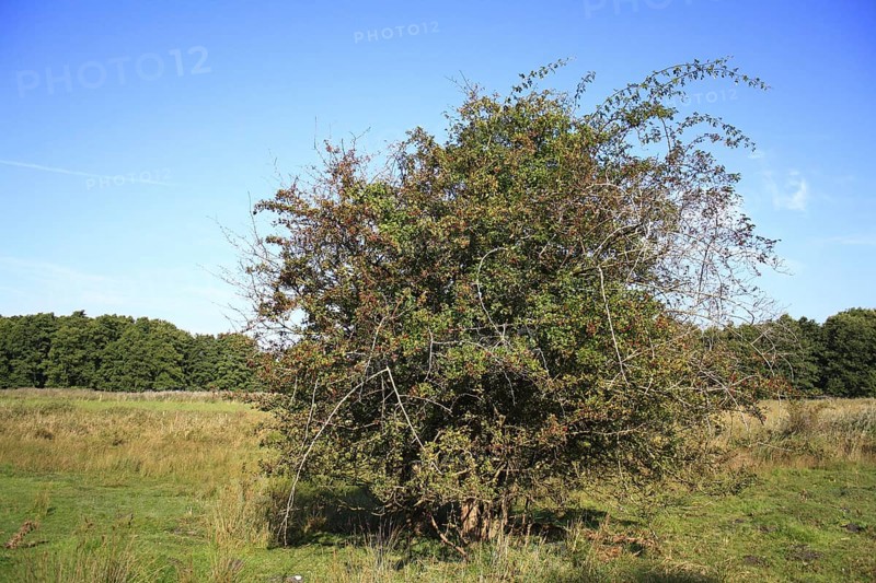 Common Hawthorn