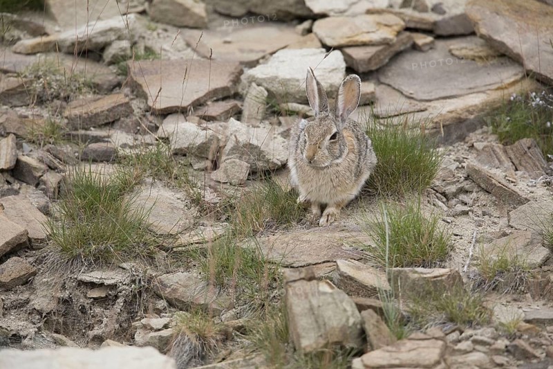 Nuttall's Cottontail