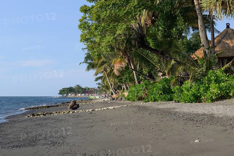 Coconut palms