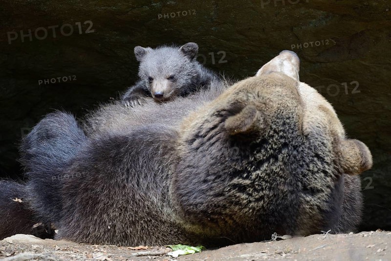 European brown bears