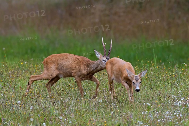 European european roe deer