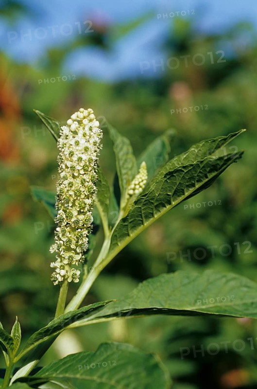 Chinese pokeweed