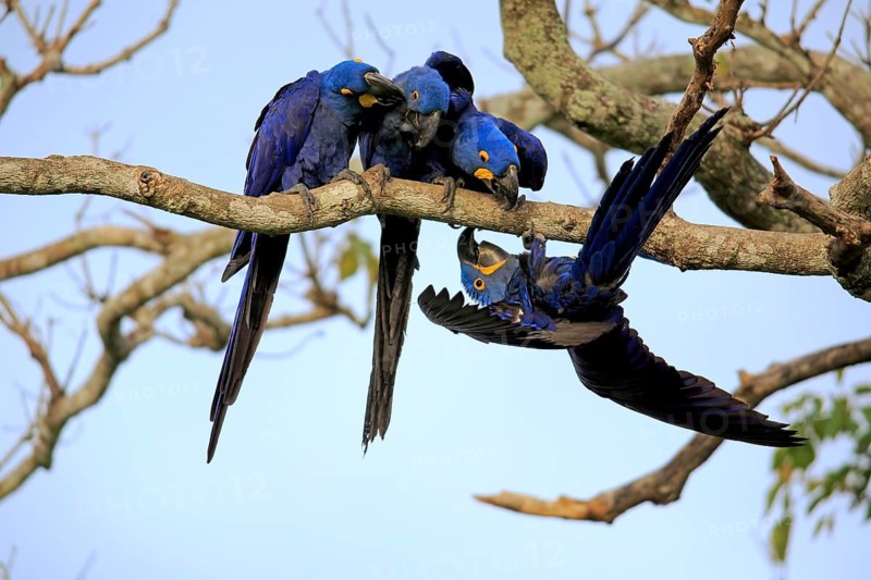 Hyacinth Macaw