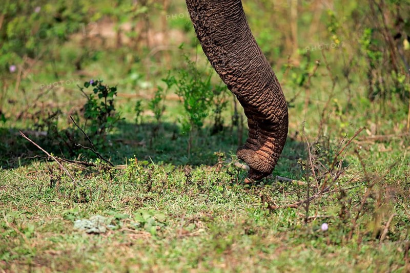 Sri Lankan elephant