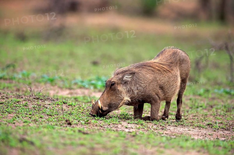 Warthog