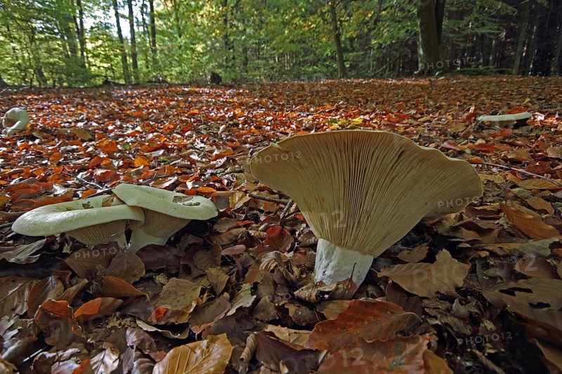 Woolly milkling