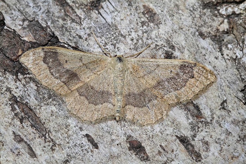 Mouse-eared moth