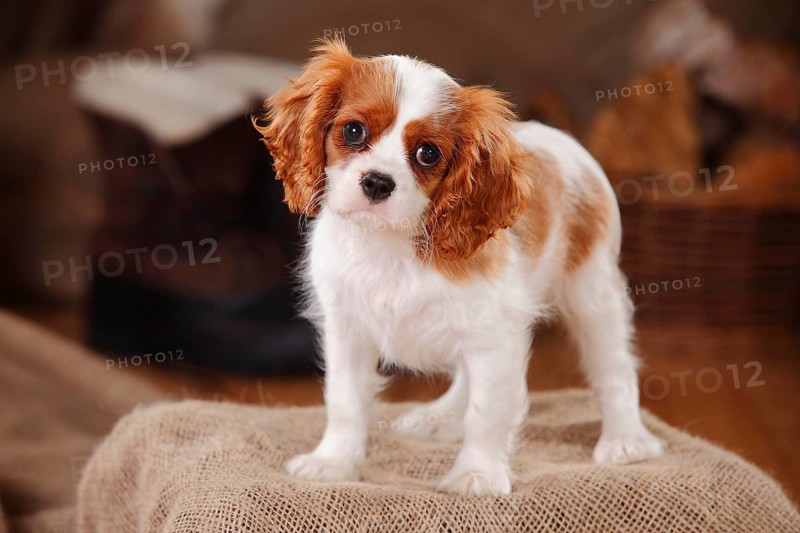 Cavalier King Charles Spaniel