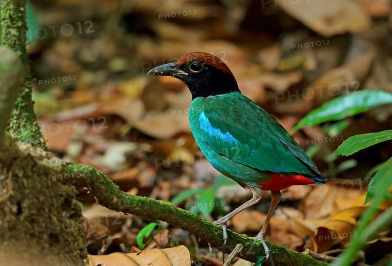 Hooded Pitta