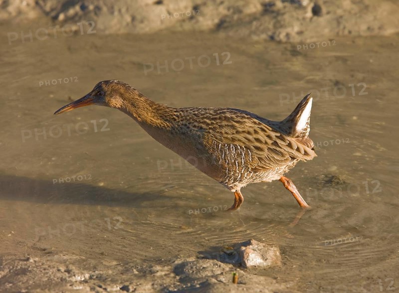 California Clapper Rail
