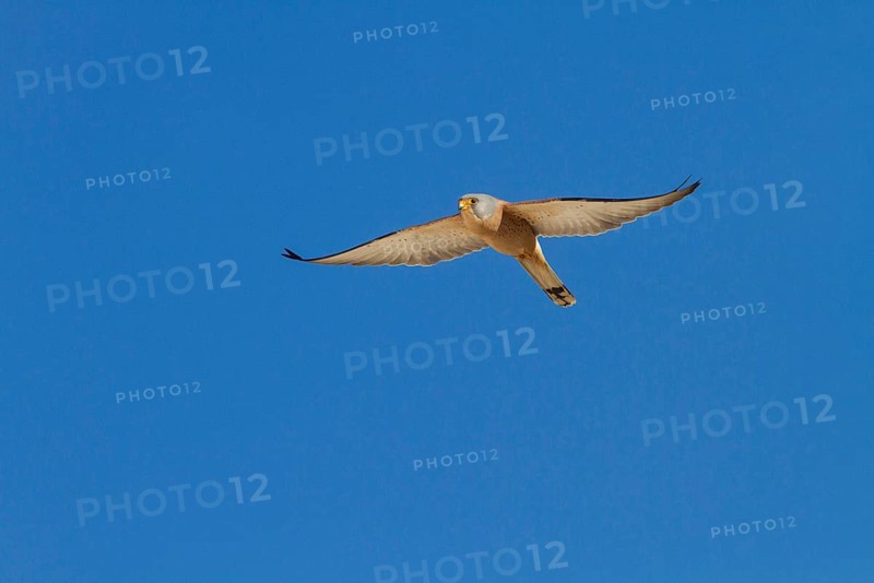 Lesser Kestrel
