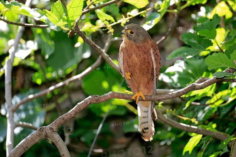 Rock Kestrel