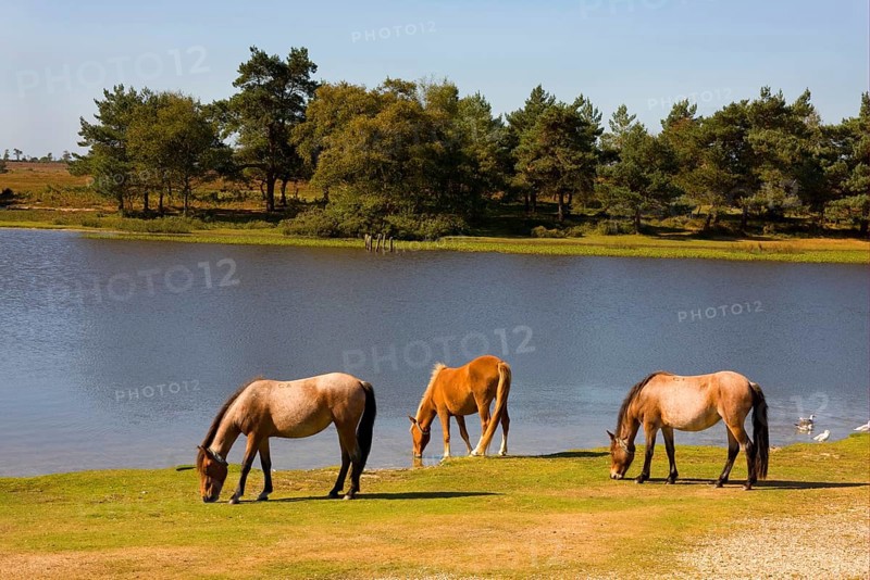 New Forest pony