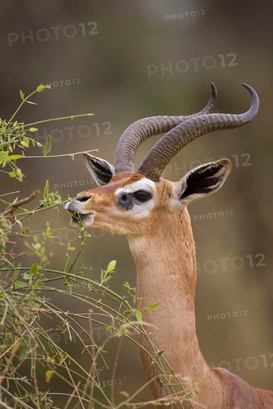Gerenuk